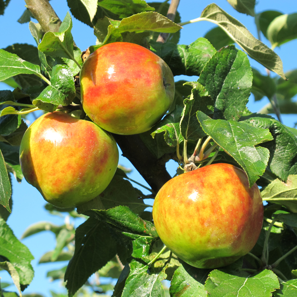 Holsteiner Cox Apfel vom Obsthof Cordes